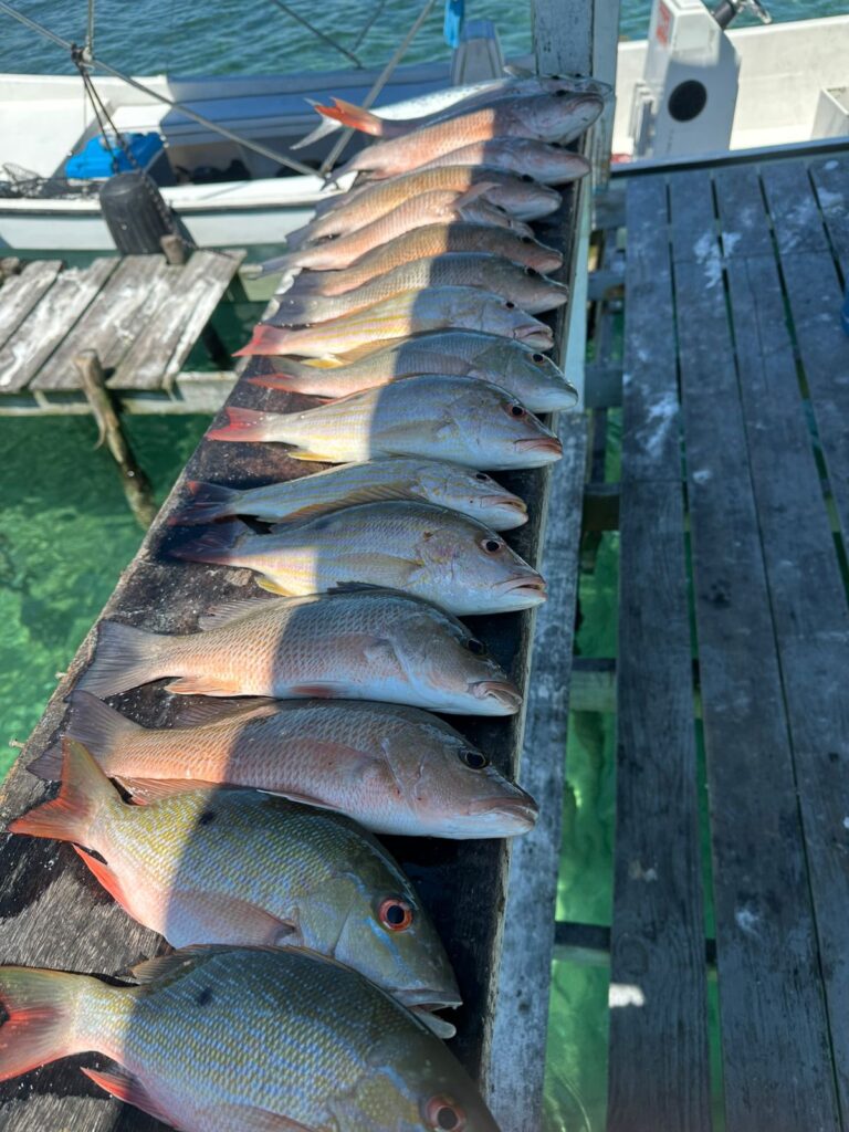fish
